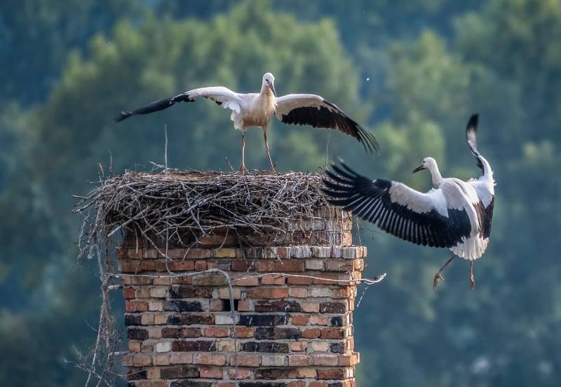 Professional Chimney Animal Removal Services in Chicago Ridge, Illinois